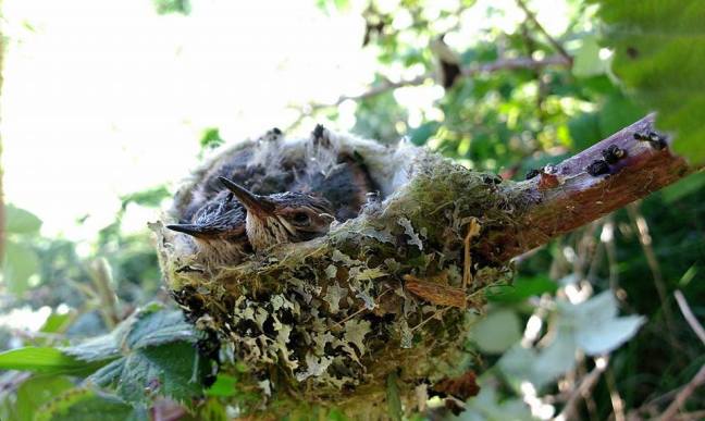 10411080_876445419092753_322063353708655483_n