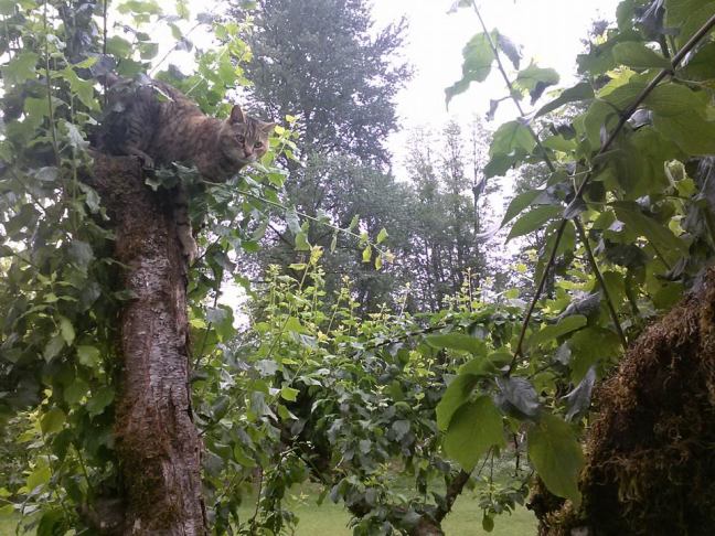 11062161_877938038943491_6613882711996970989_n