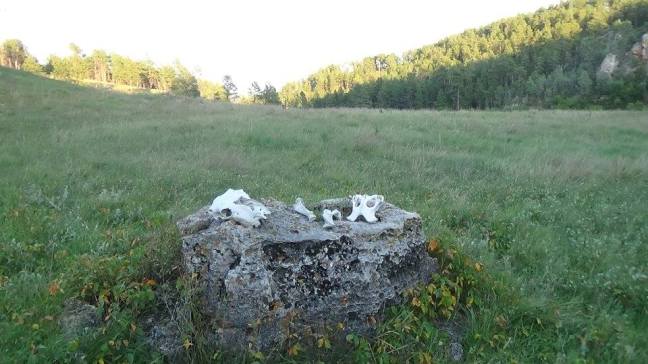 14102134_1168384203232205_6125631964358228861_n