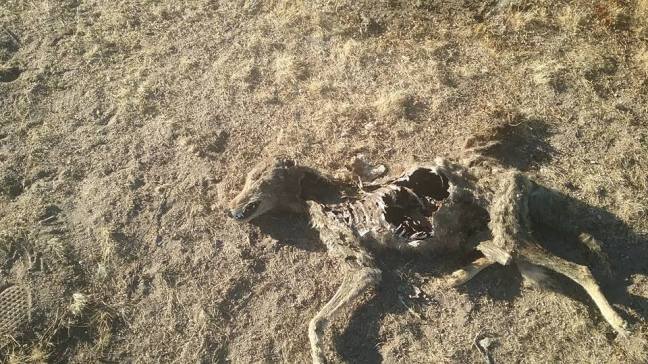 14937415_1243318915738733_3597295301654484249_n