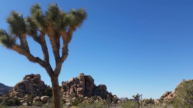 15036555_1243308839073074_8165456482278907325_n