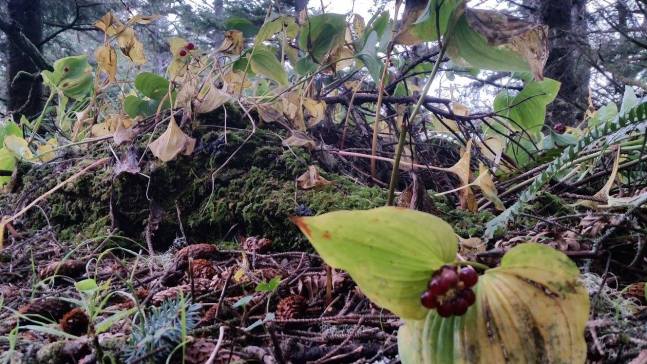 15304647_1280296228707668_5966492456961540249_o