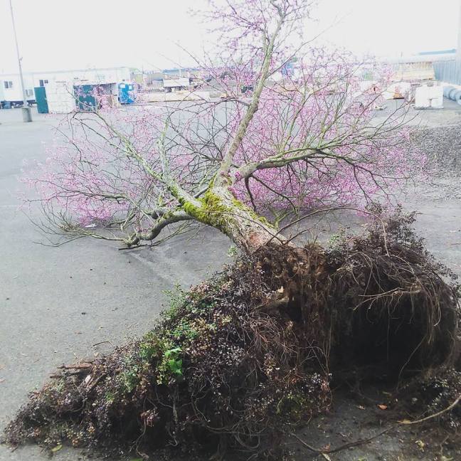 18920463_1522851374452151_4283066760714592055_n